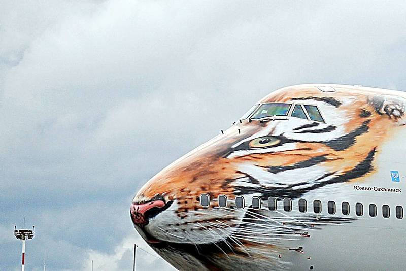 Огромный тигр летает из Новосибирска в Сочи (ФОТО)