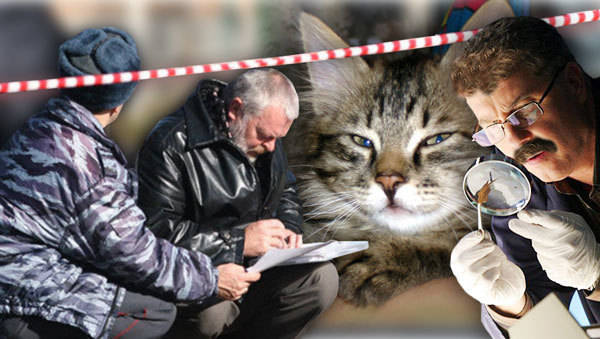 Нижегородским сыщикам помог кот