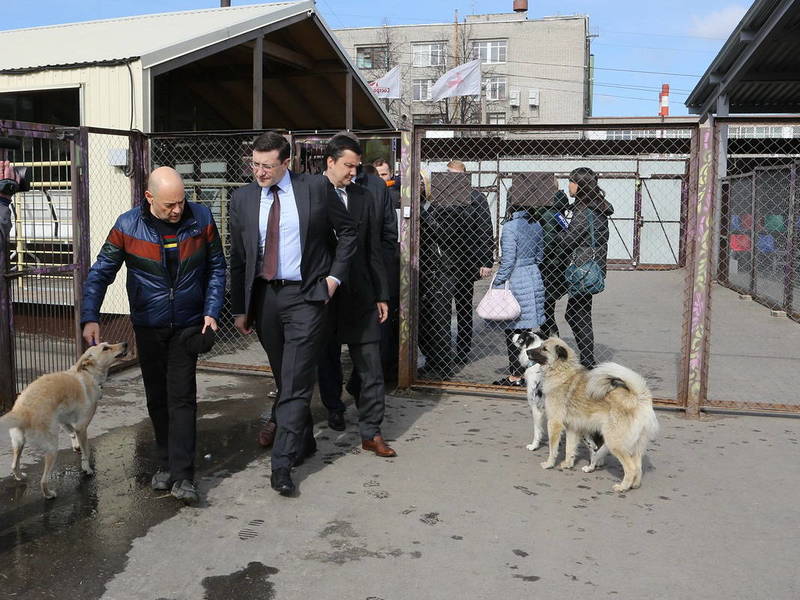 Глеб Никитин: «Опыт Нижегородской области по работе с безнадзорными животными заслуживает тиражирования по всей стране»