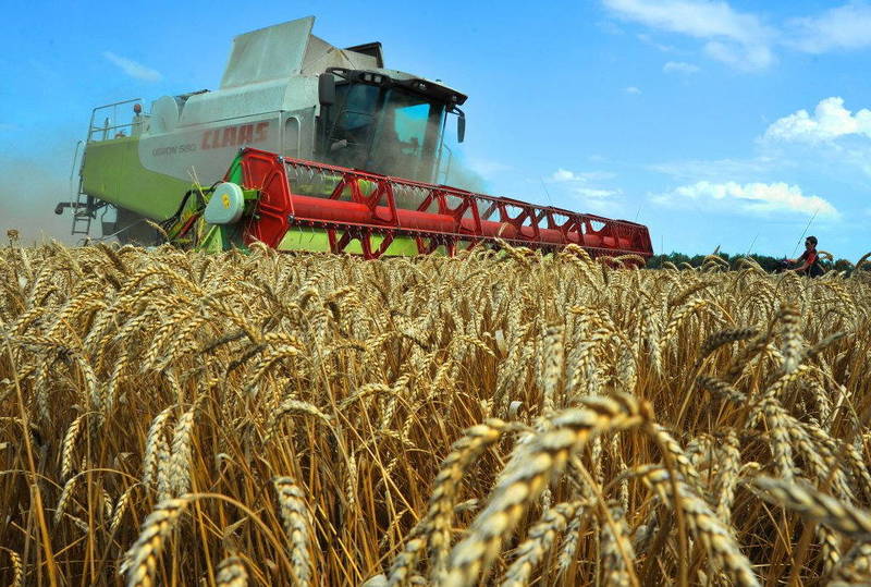Уборка зерновых культур в Нижегородском регионе вышла на финишную прямую