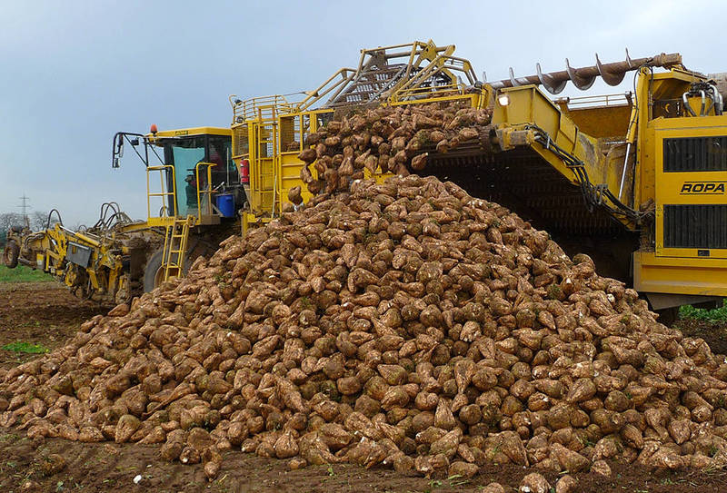 Нижегородские аграрии закончили уборку сахарной свеклы