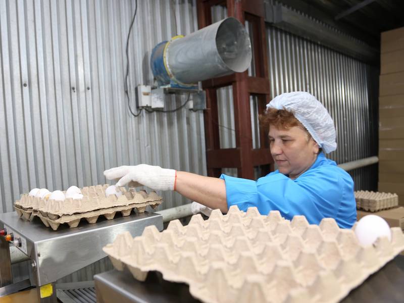 Нижегородская область - лидер по производству яиц в РФ