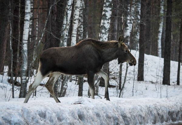 В Кулебакском районе выявлен случай незаконной охоты на лося