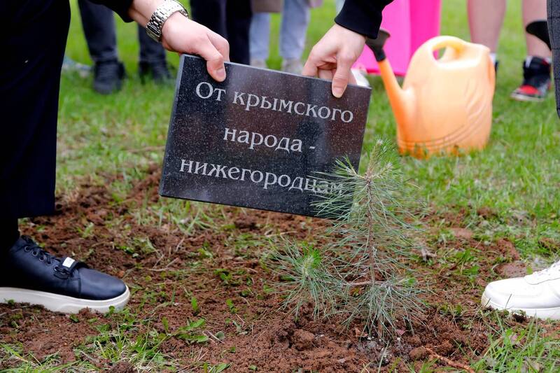 В нижегородском Парке Победы высадили крымскую сосну, подаренную региону в честь 10-летия воссоединения Крыма с Россией