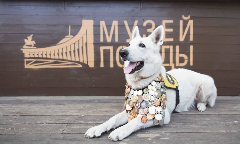 Юные нижегородские художники могут принять участие в конкурсе рисунков «Портрет фронтовой собаки»