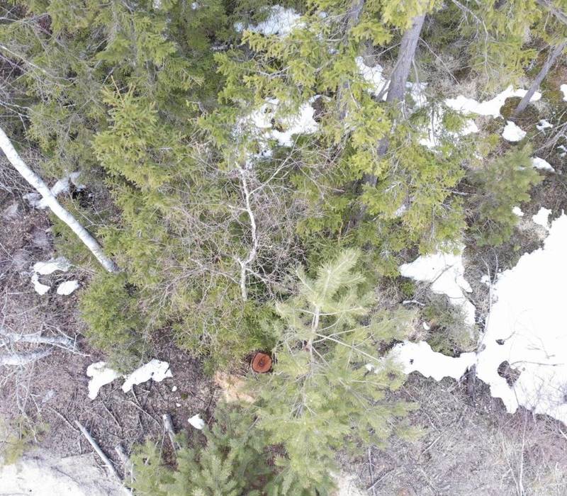 Квадрокоптер помог обнаружить незаконную рубку в Выксунском районном лесничестве 