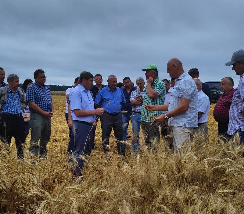 360 тыс. тонн зерна нового урожая намолочено в Нижегородской области с начала уборочной кампании