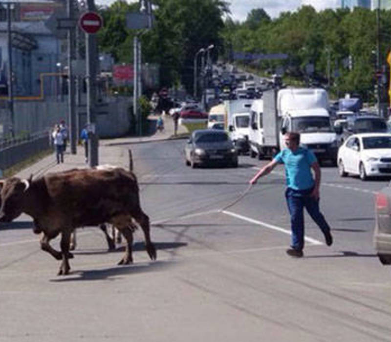 Рогатый затор