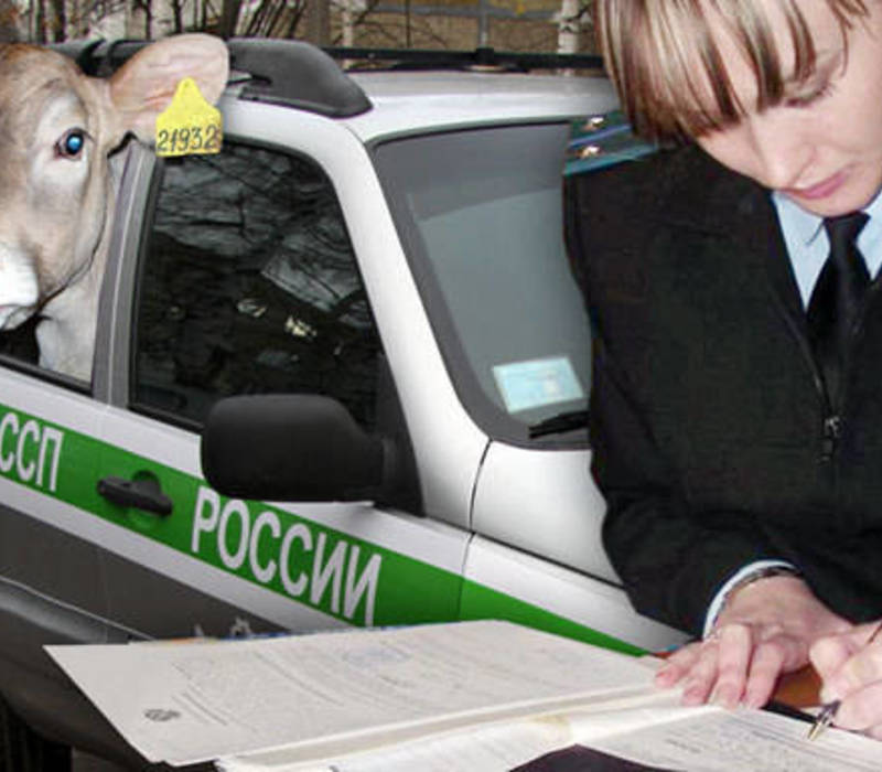 Арест домашних питомцев за долги их хозяев