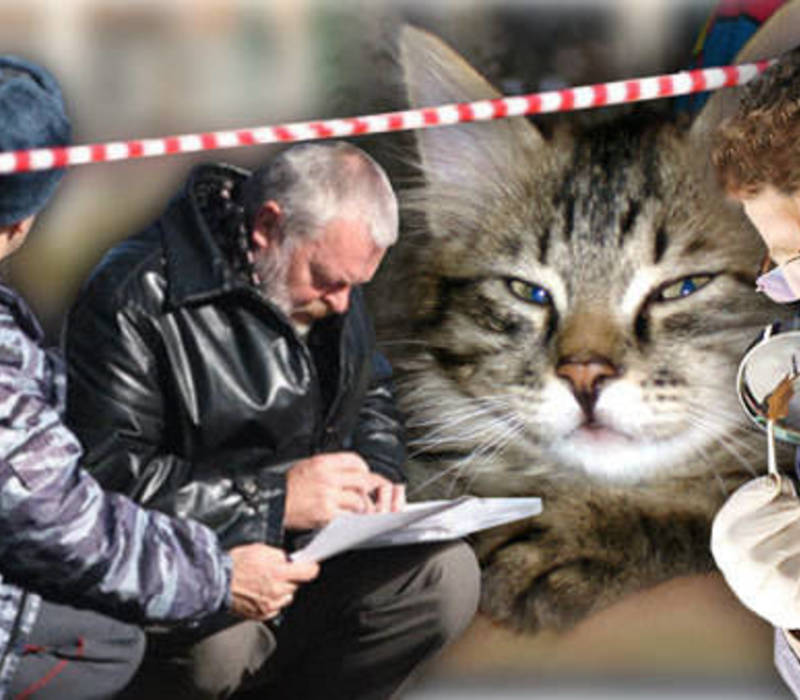 Нижегородским сыщикам помог кот