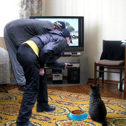 Кормили кота и выносили ценные вещи