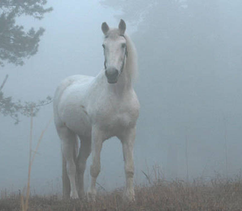 Белые кони кадышевой. Лошадь в тумане. Белая лошадь в тумане. Белая лошадка в тумане. Белый конь в тумане.