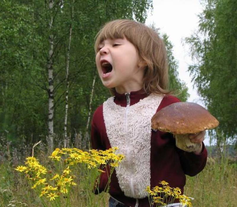 Свинушки как поганки