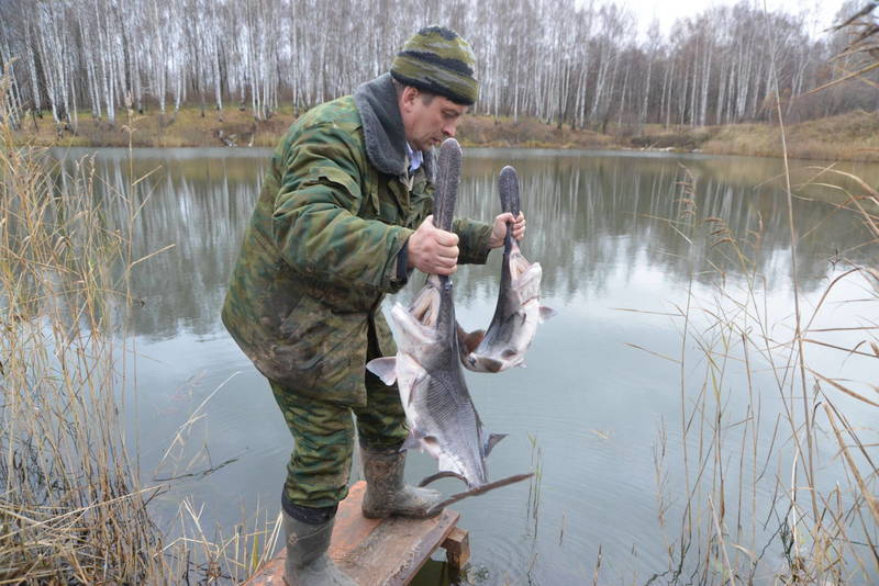 «150 кг веслоноса впервые выпущено в Павловские озера»