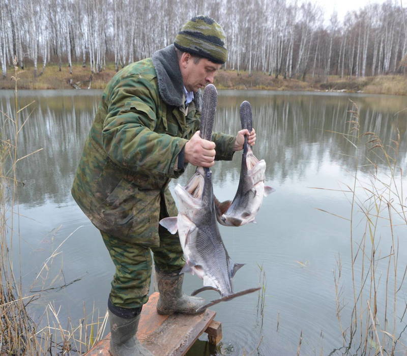 «150 кг веслоноса впервые выпущено в Павловские озера»