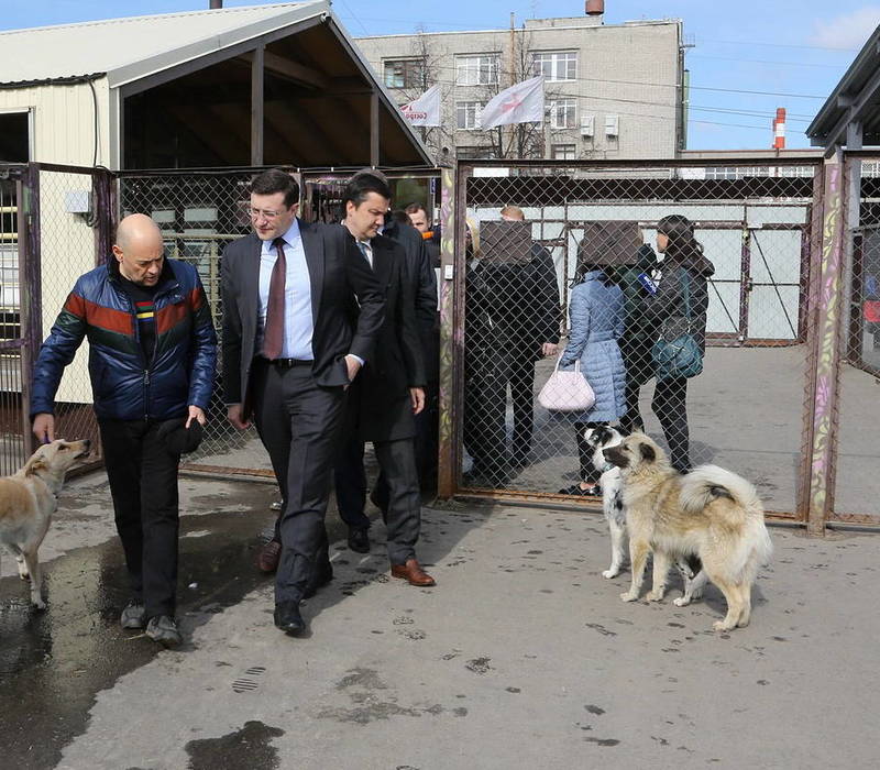 Глеб Никитин: «Опыт Нижегородской области по работе с безнадзорными животными заслуживает тиражирования по всей стране»
