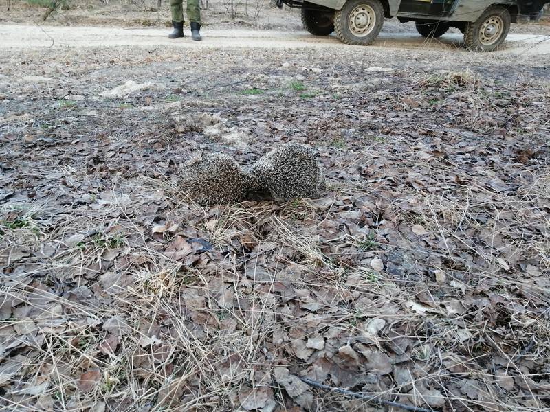 Целующихся ежиков удалось сфотографировать в Нижегородской области
