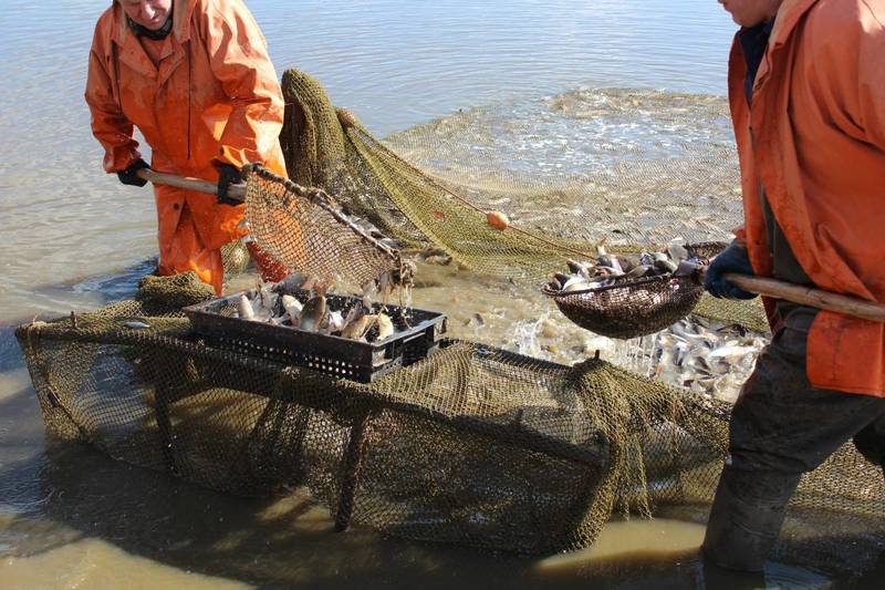 Производство рыбы в регионе вырастет на 8 процентов до 500 тонн к концу 2019 года