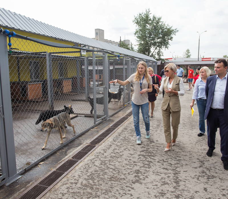 Приют нижний. Сострадание НН Нижний Новгород приют. Приют сострадание в Нижнем Новгороде. Сострадание приют для животных в Нижнем. Приют для собак в Нижнем Новгороде сострадание.