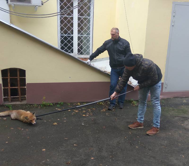 Лисицу, пойманную в кремле, отпустили в лес