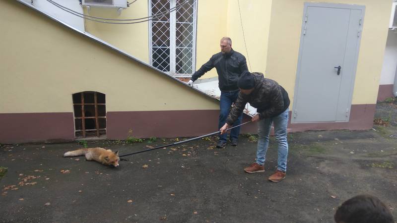 Лисицу, пойманную в кремле, отпустили в лес