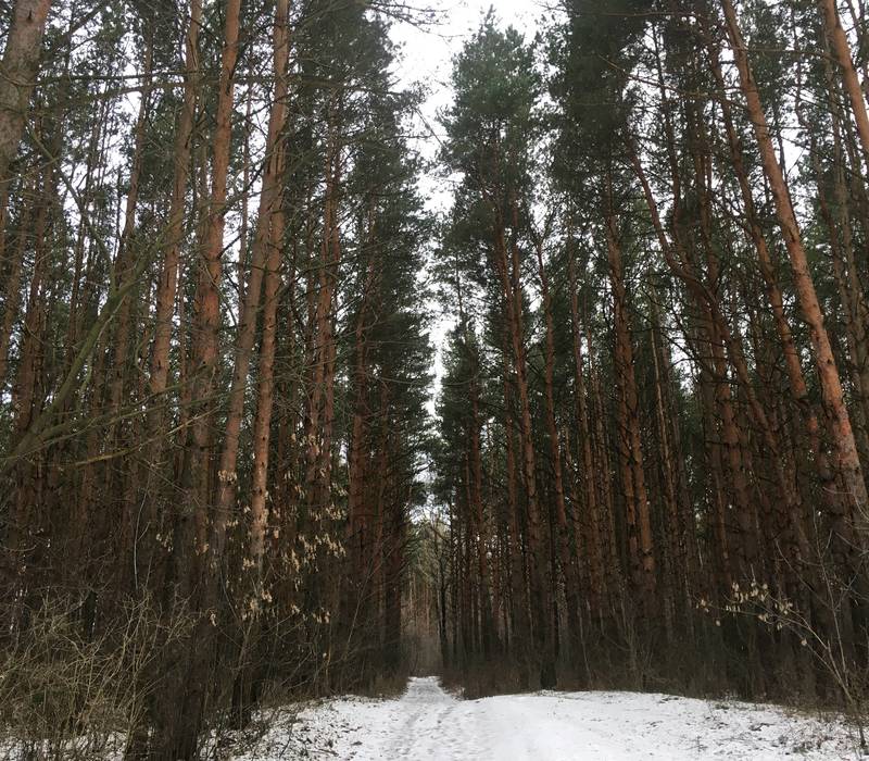 Новая особо охраняемая территория регионального значения появилась в Дзержинске