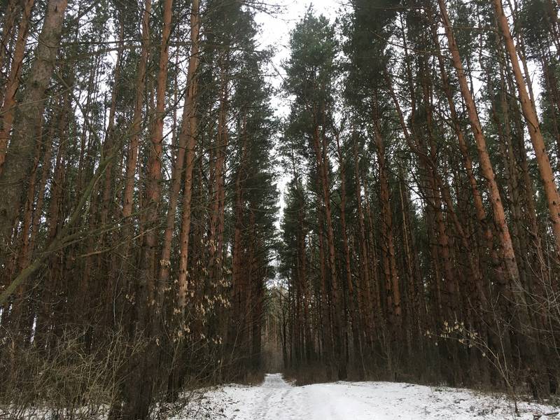 Новая особо охраняемая территория регионального значения появилась в Дзержинске