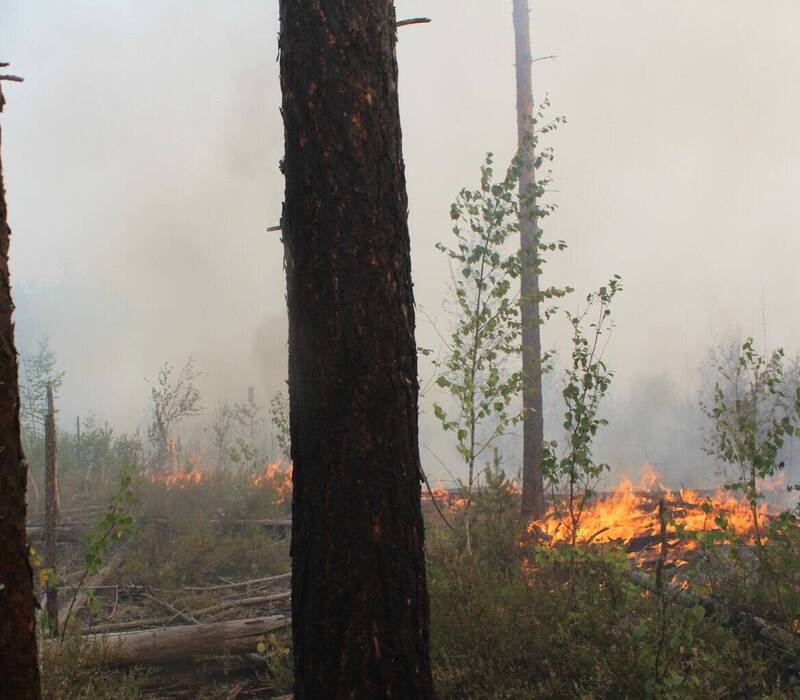 В лесах Нижегородской области сохраняется высокий класс пожарной опасности в период аномально жаркой погоды - Минлесхоз