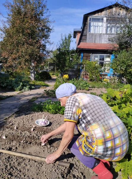 Правила большого чеснока. Как сажать зубчики, чтоб голова не болела