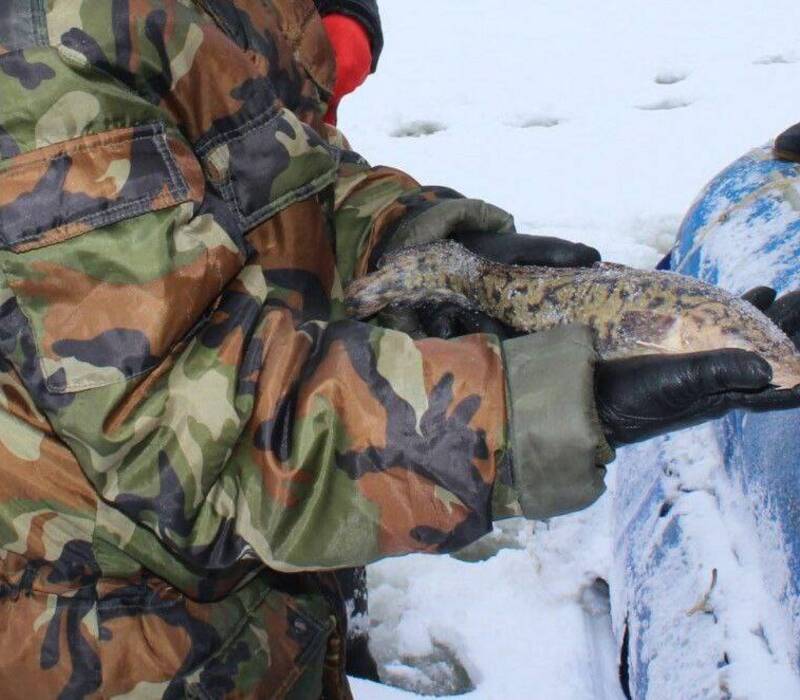 С 1 февраля в Нижегородской области снят запрет на добычу налима