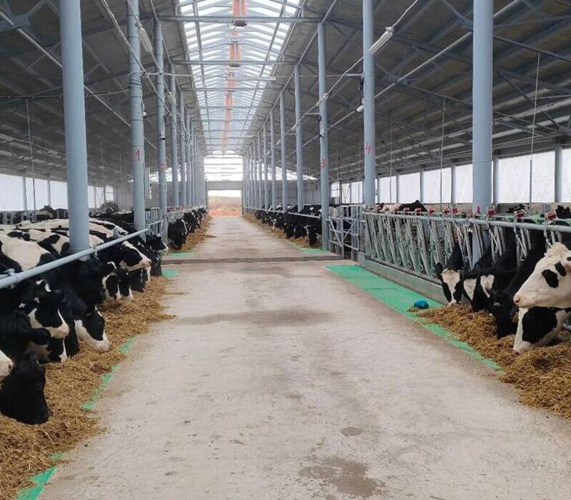 Предприятия нижегородского агропрома по итогам 2023 года увеличили производство мяса на 22% и молока – на 4%