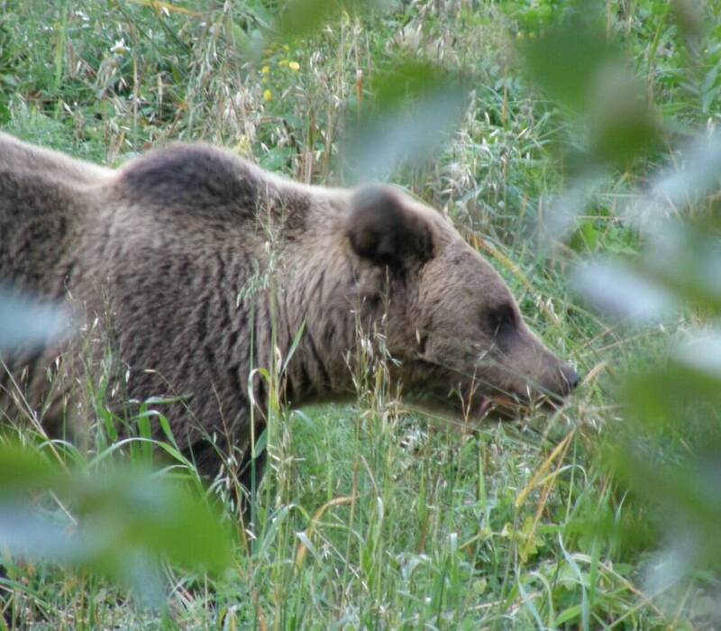 В Нижегородской области открылась весенняя охота на медведя