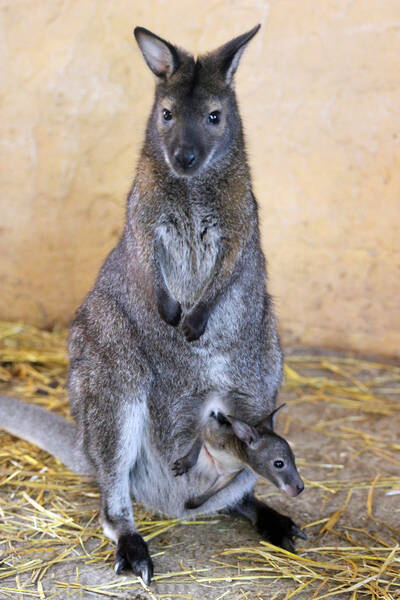 Тройное пополнение произошло в семействе кенгуру Беннетта в зоопарке «Лимпопо»