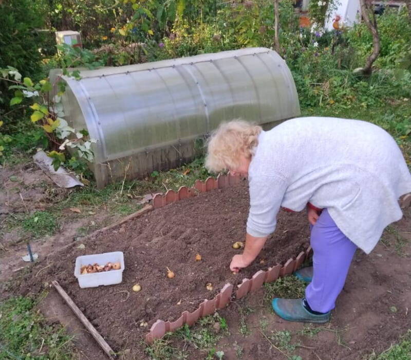 Семейный лук сажаем в год семьи