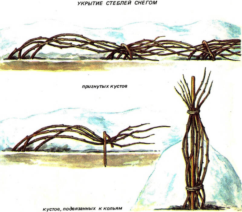  Можно ли сейчас спасти урожай ягод малины следующего года?