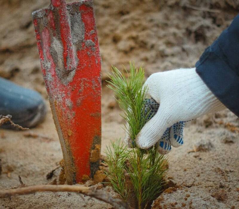 В Нижегородской области провели компенсационное лесовосстановление на площади 700,6 га в зачет других регионов России