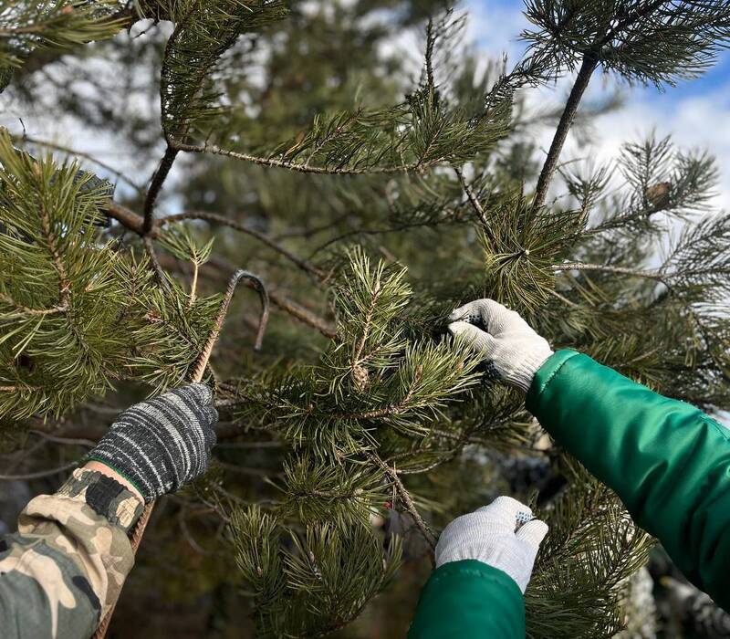 В Нижегородской области началась заготовка шишек