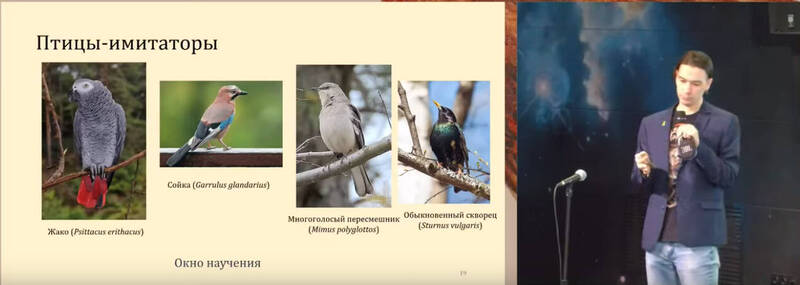 Волшебное пение птиц имеет свои особенности и подчинено законам природы 