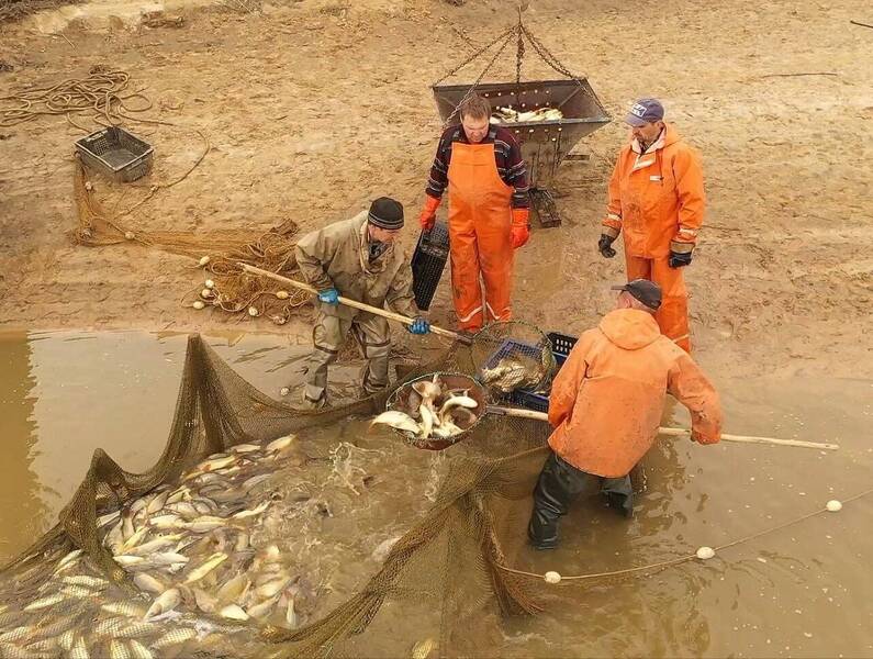 В Нижегородской области увеличились объемы производства товарной рыбы