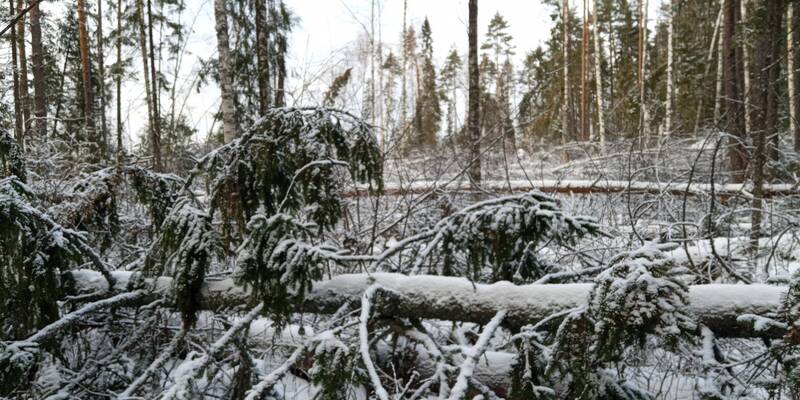 Нижегородская область вошла в топ-15 регионов по выполнению санитарно-оздоровительных мероприятий в лесах