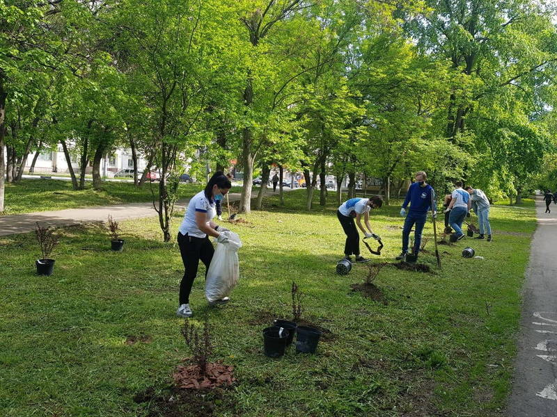 Волонтеры высадили памятную аллею в сквере у дома ветерана в Нижнем Новгороде