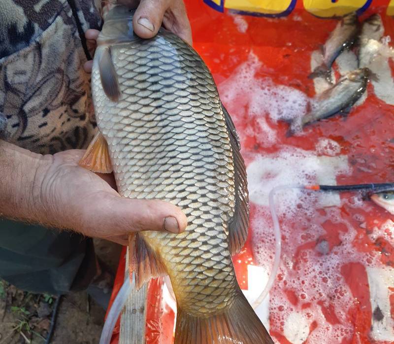 Нижегородские рыбхозы начали массовый облов выращенной рыбы