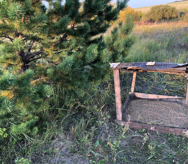 В нижегородских охотничьих угодьях выложат 1,4 тонны зерна для тетеревиных птиц