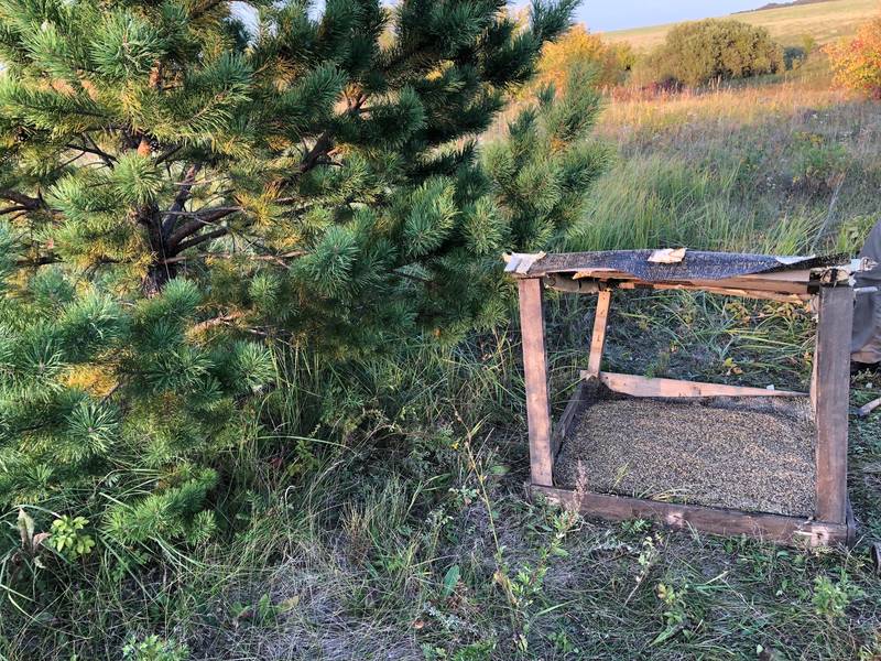 В нижегородских охотничьих угодьях выложат 1,4 тонны зерна для тетеревиных птиц
