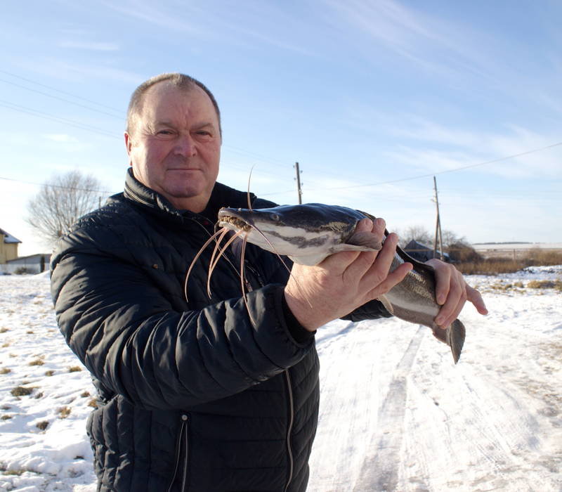 Африканский сом стал появляться на столах нижегородцев