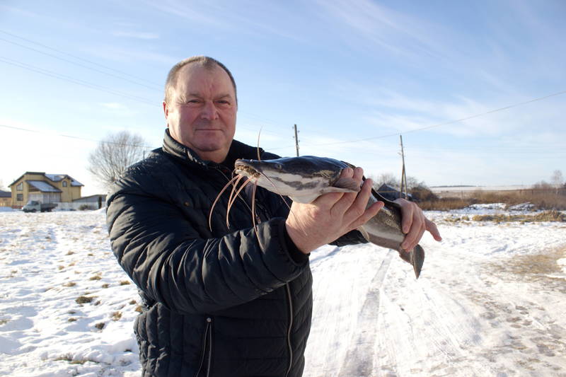 Африканский сом стал появляться на столах нижегородцев