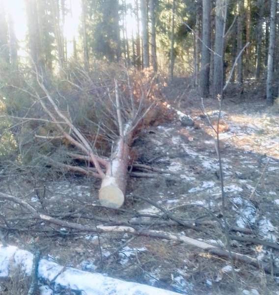 В Навашинском районе участковый лесничий при патрулировании обнаружил незаконную рубку