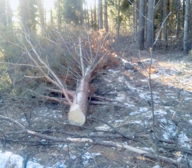 В Навашинском районе участковый лесничий при патрулировании обнаружил незаконную рубку