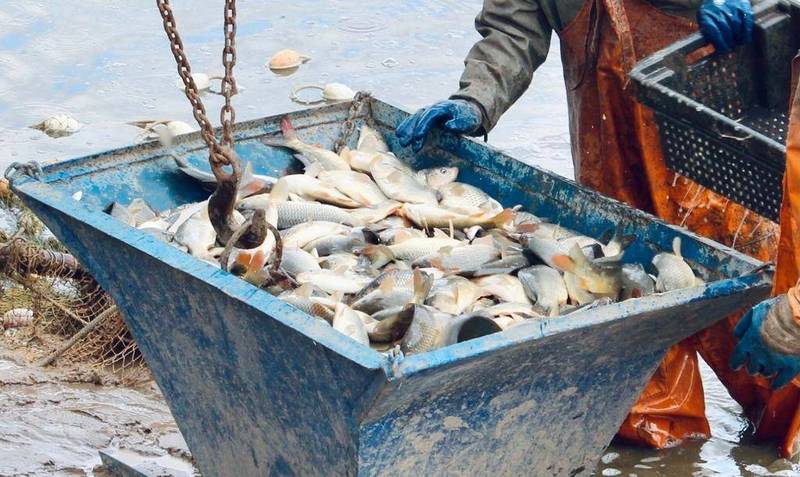 Сезон зарыбления товарной рыбой начался в Нижегородской области 