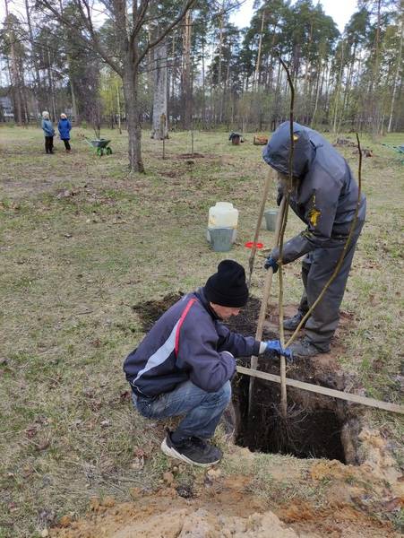 Житель Выксы подарил благоустроенному по нацпроекту «Жилье и городская среда» парку саженцы грецкого ореха